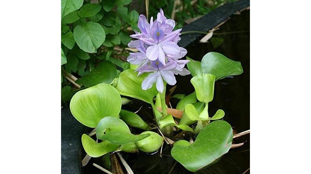 water hyacinth for ponds
