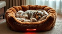top heated pet bed picks