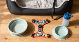 9 Best Pet Travel Accessories in 2026