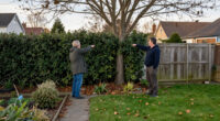 Who Really Owns The Tree Or Hedge Between Your House And Your Neighbour's?